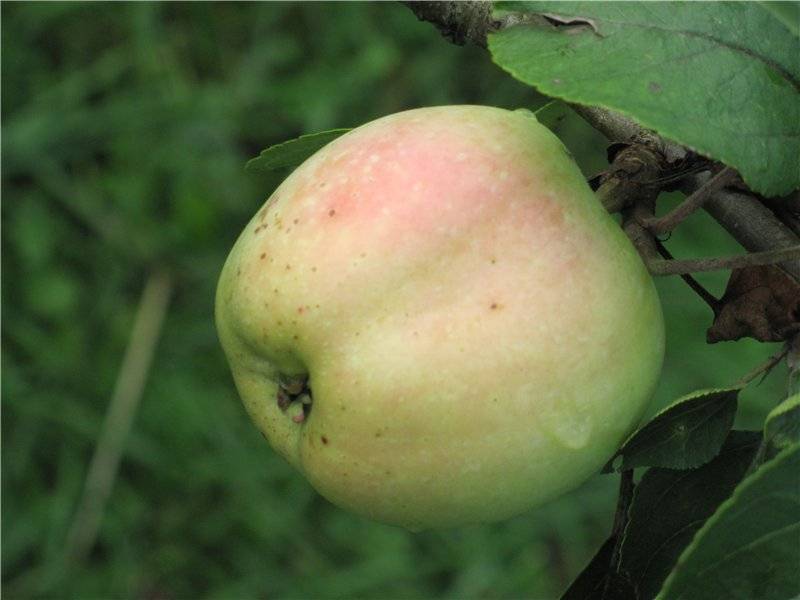 Описание сорта яблони аркад сахарный: фото яблок, важные характеристики, урожайность с дерева