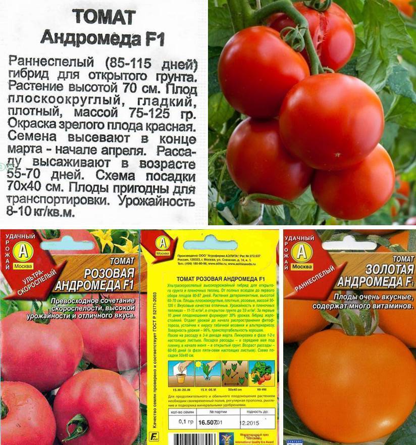 Описание сладкого томата супернова и принципы выращивания сорта