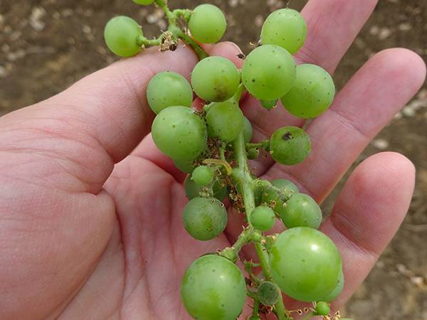 Обработка винограда весной 2019 - опасности апреля и методы эффективной защиты с химией и без.