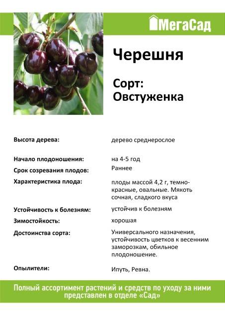 Черешня ленинградская черная: описание, требования и условия выращивания