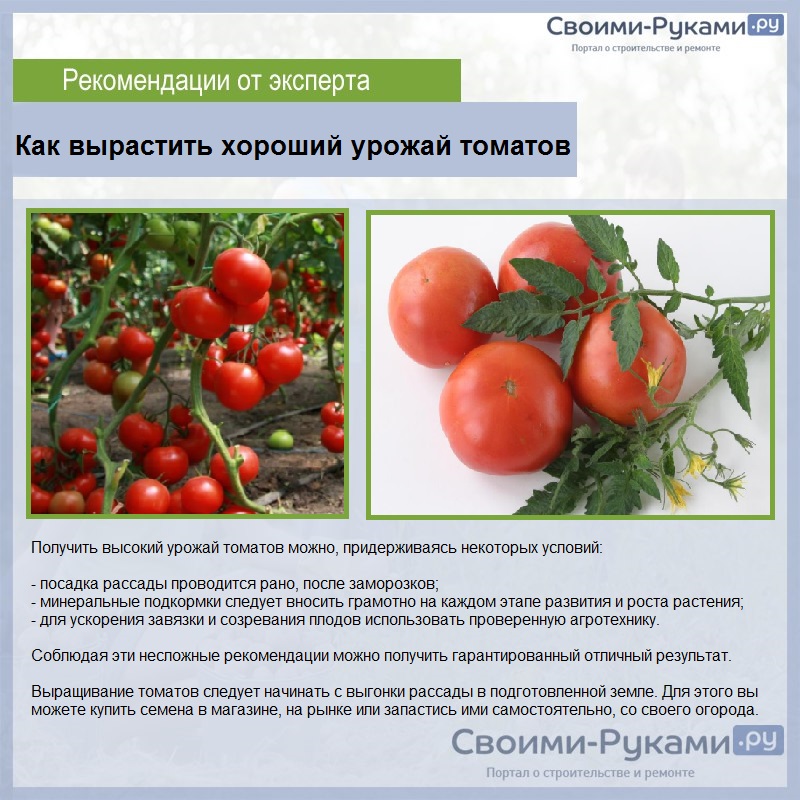 Лучшие штамбовые сорта томатов для теплиц: основные характеристики сортов. какие сорта выбрать, как сеять на рассаду, как ухаживать за штамбовыми сортами томатов