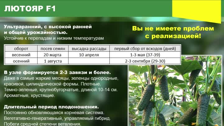 Огурец лютояр f1: технология выращивания, урожайность, отзывы, фото