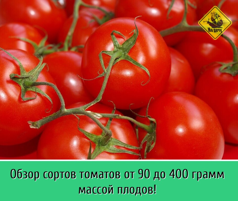 Урожайные сорта томатов для теплиц из поликарбоната