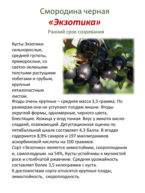 Смородина белорусская сладкая: описание сорта, фото, отзывы