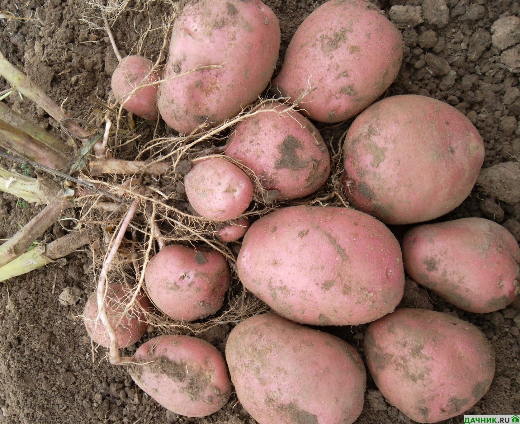 Картофель беллароза: характеристика и описание сорта, выращивание и уход