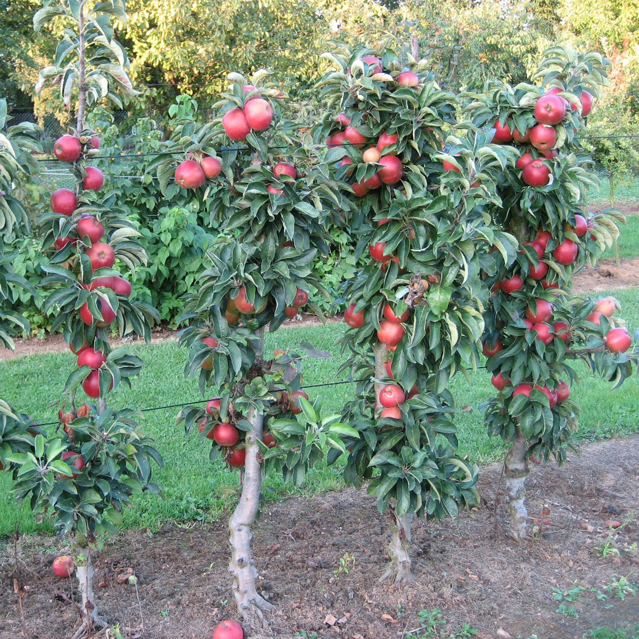 Плодоношение и описание лучших сортов карликовых яблонь, посадка и уход