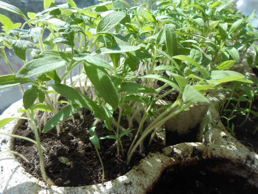 Закаливание рассады помидор | во саду и в огороде