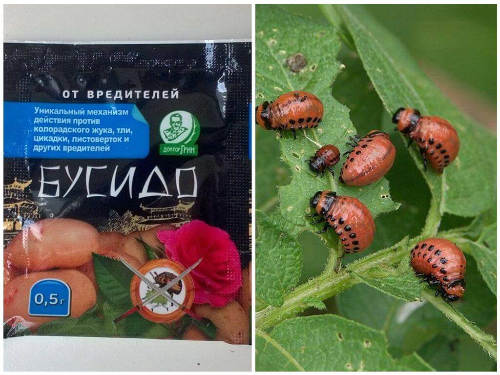 Как правильно применять препарат корадо от колорадского жука