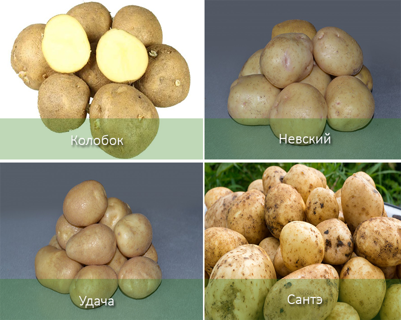 Картофель колобок: характеристика, описание и фото сорта, особенности выращивания, уход, болезни и вредители этой разновидности картошки