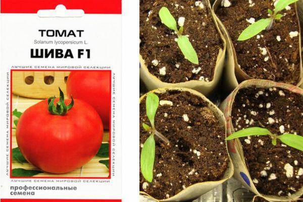 Характеристика томата Шива F1, технология культивирования и отзывы овощеводов