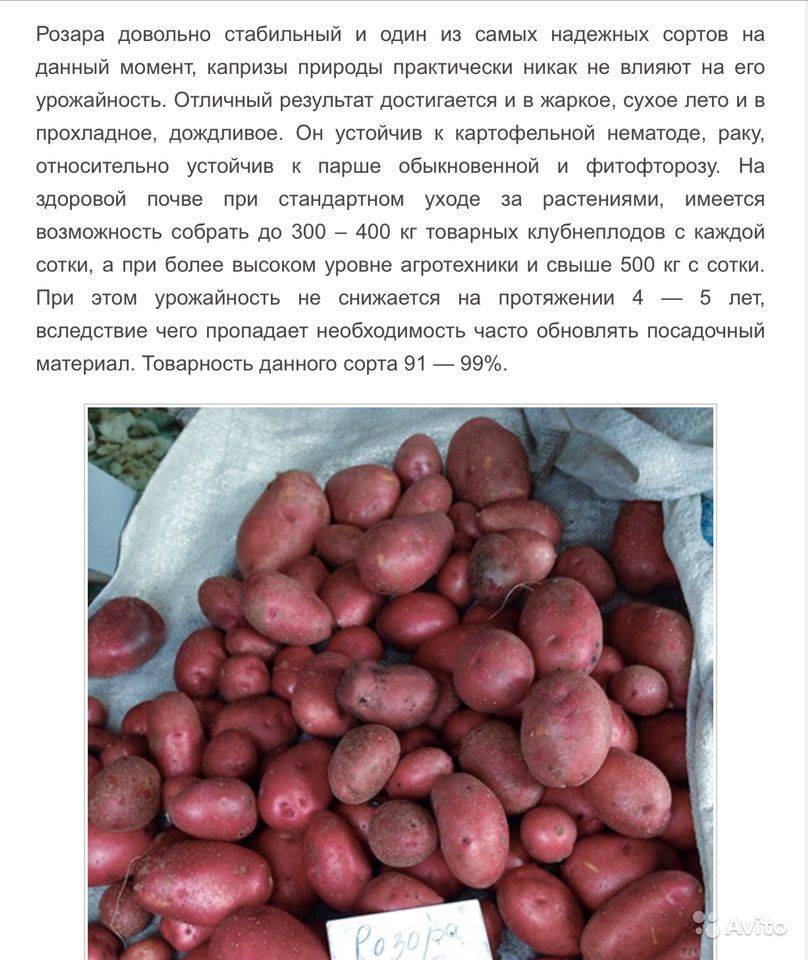 Описание и характеристики сорта картофеля Розара, посадка и уход