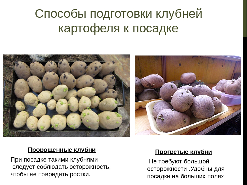 Картофель санте: описание и характеристика сорта, посадка и уход, отзывы с фото