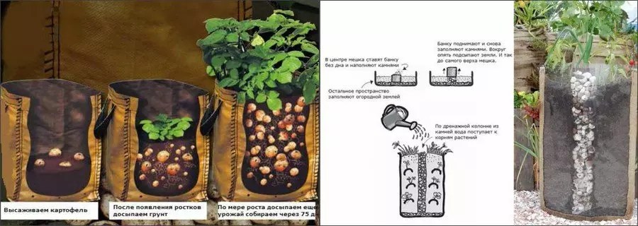 Выращивание картофеля в мешках — секреты, советы, видео — как картошку сажать в мешках — про огород