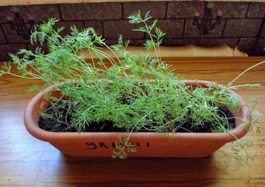 Укроп на подоконнике: как вырастить из семян в домашних условиях, какие сорта подходят