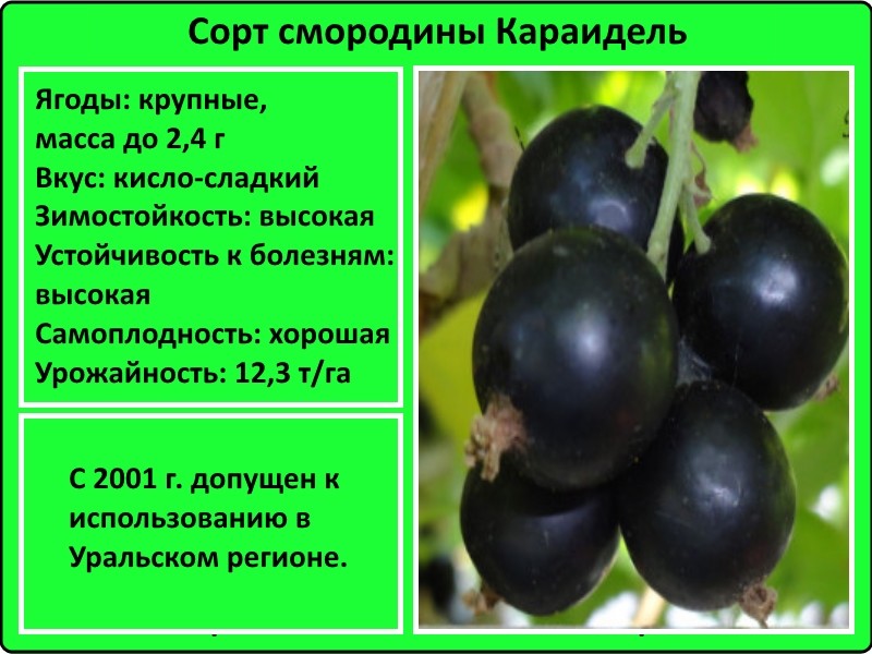 Смородина селеченская и селеченская-2: описание сорта черной смородины, выращивание - посадка и уход