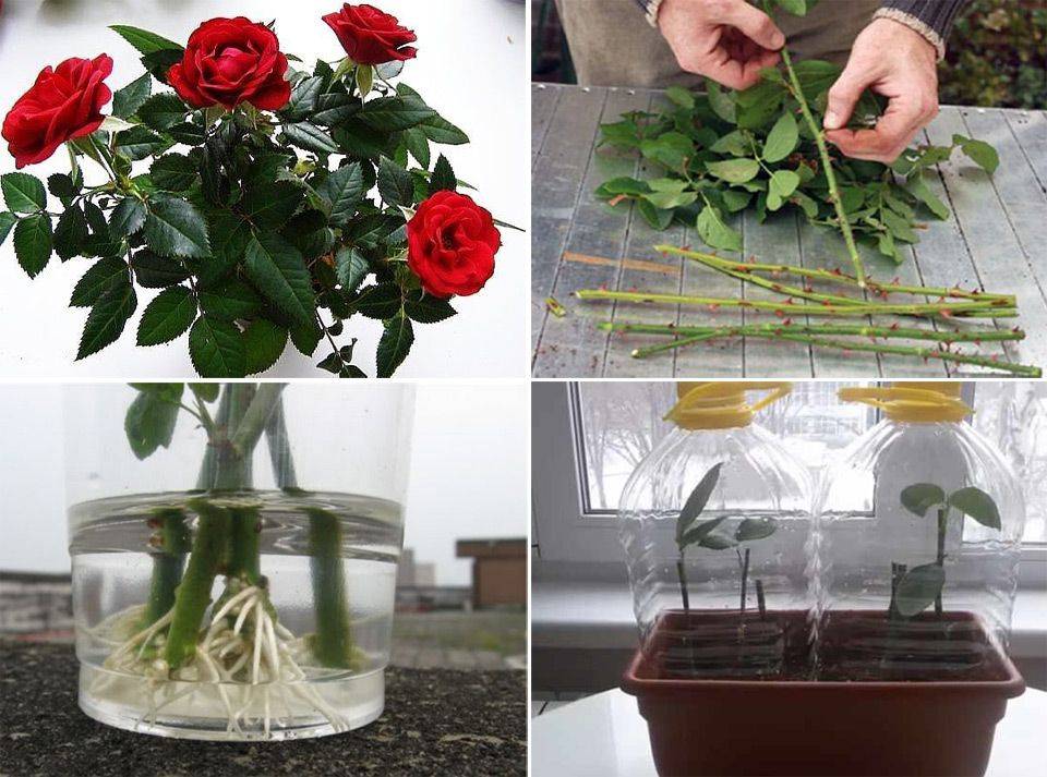 Роза в горшке: уход и выращивание в домашних условиях