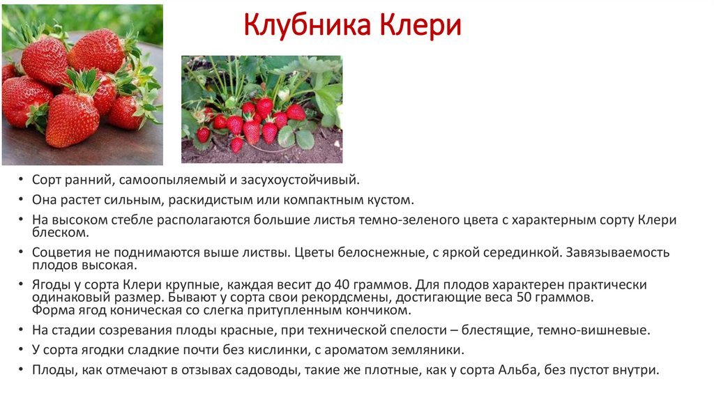 Клубника кимберли - описание сорта, фото, отзывы садоводов