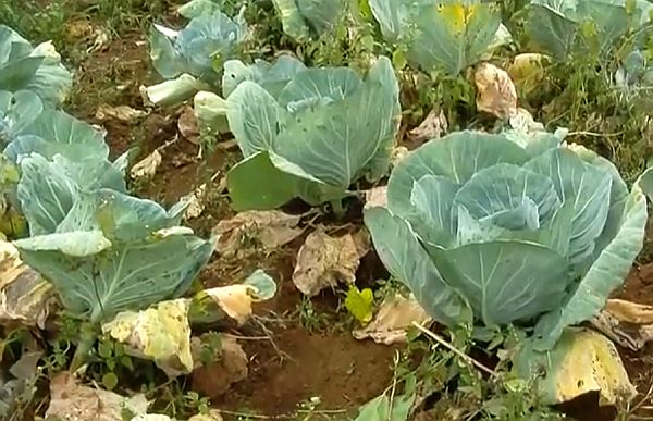 Почему вянут листья у капусты на грядке: причины и что делать, чем поливать