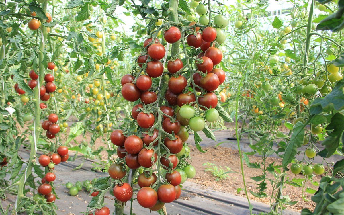 Как вырастить томаты «спасская башня» на домашней грядке