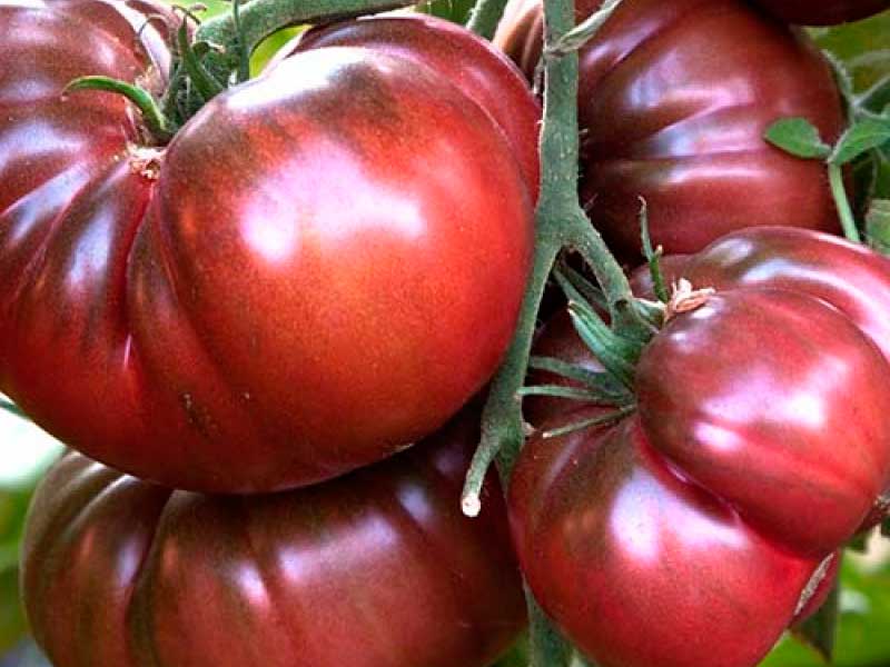 Крупноплодные сорта томатов - дачная жизнь