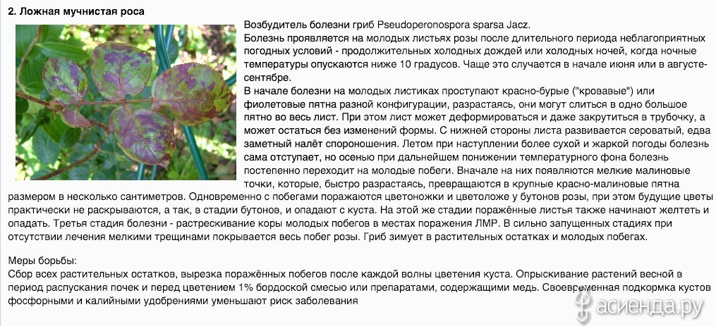 Описание болезней листьев и плодов огурцов с фото и способы лечения