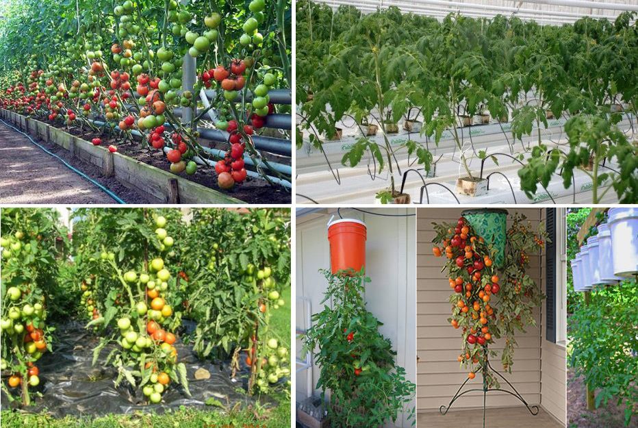 Выращивание томатов ? в ведрах: в теплице, открытом грунте, посадка, как высадить рассаду, как выращивать на улице, как сажать, можно ли | qlumba.com