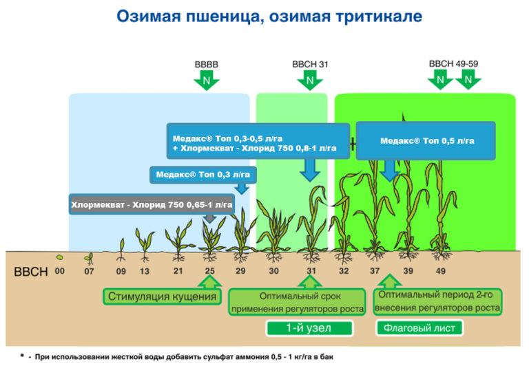Выращивание кукурузы в открытом грунте: как вырастить и растить, как выращивать, уход