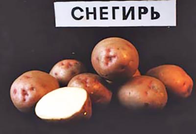 Сорт картофеля снегирь характеристика фото и описание