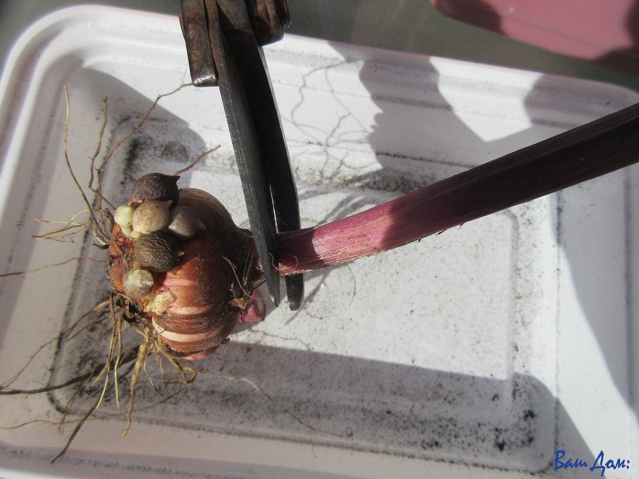 Гладиолусы: когда выкапывать луковицы осенью и как их хранить