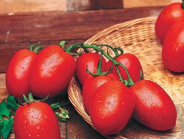 ✅ томат рио гранд оригинал: описание сорта, его характеристики - сад62.рф