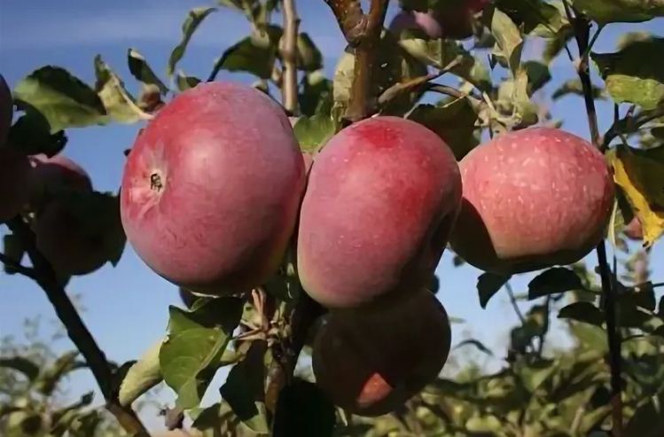 Высокий и стабильный урожай подарит сорт яблонь болотовский