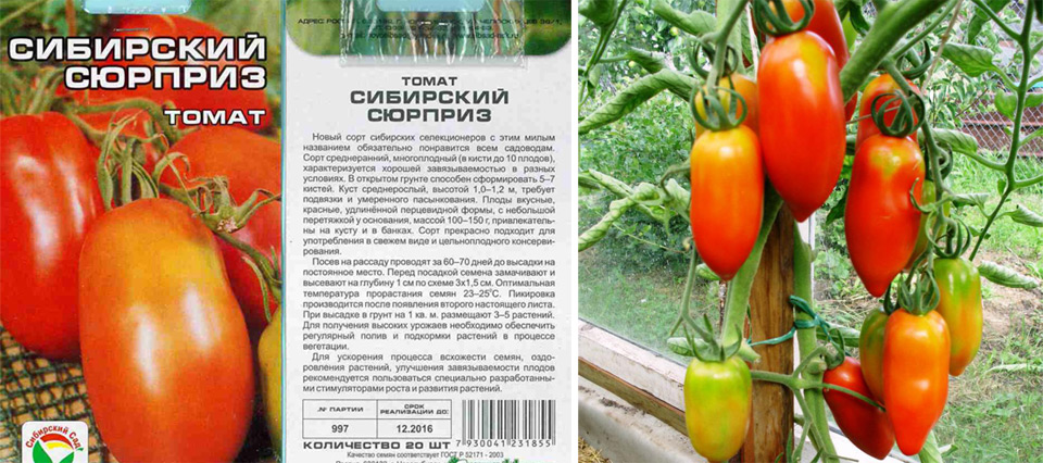 Сорта помидоров сибирской селекции для посадки в 2022 году в открытый грунт или теплицу