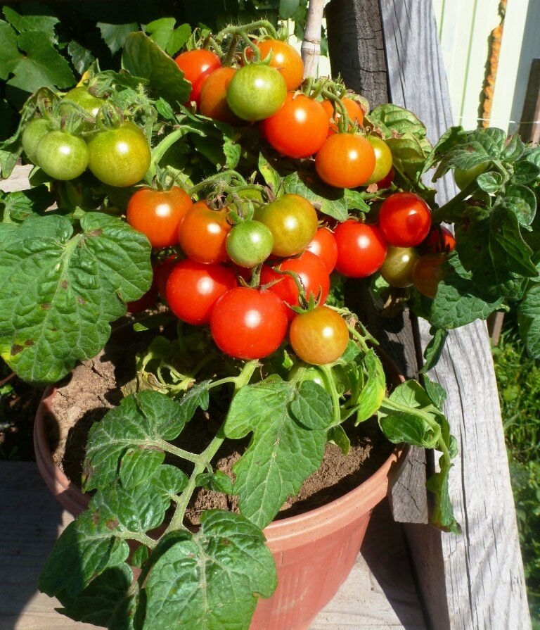 Описание сорта томата микрон нк, способ выращивания и характеристика - все о фермерстве, растениях и урожае
