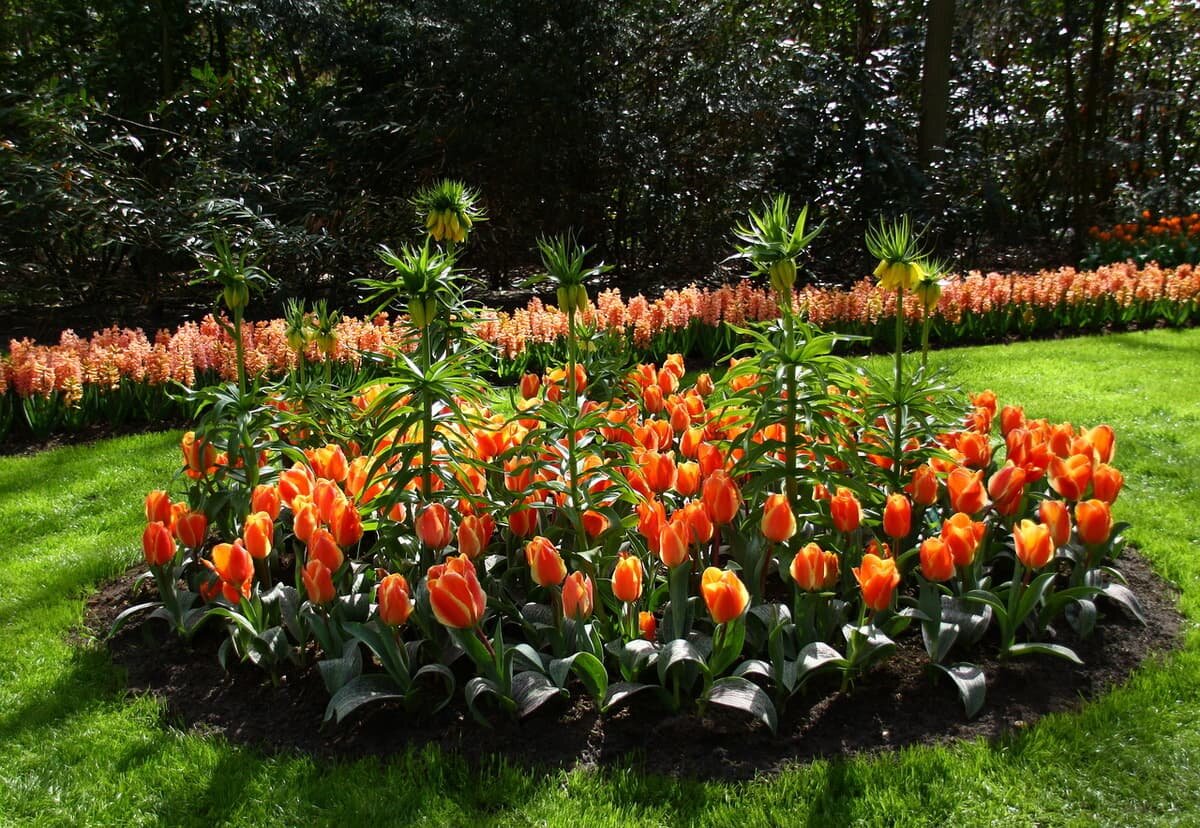 Как красиво посадить тюльпаны: виды и схемы посадок