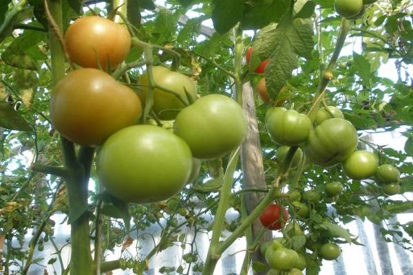 Выбор сортов и гибридов томатов на этот сезон — floraprice.ru