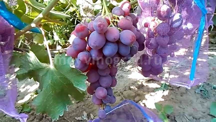 Виноград рошфор: описание и особенности сорта, посадка и уход, советы садоводов
