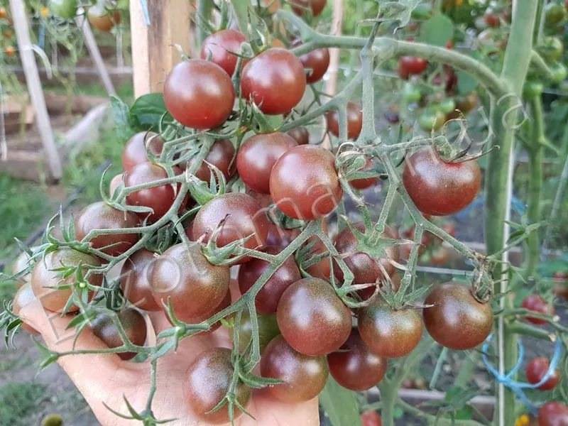 Томат "черри черный" , известный также как "блэк черри" или "черная вишня" : подробное описание этого сорта помидор, достоинства и вкусовые характеристики, а также советы по выращиванию русский фермер
