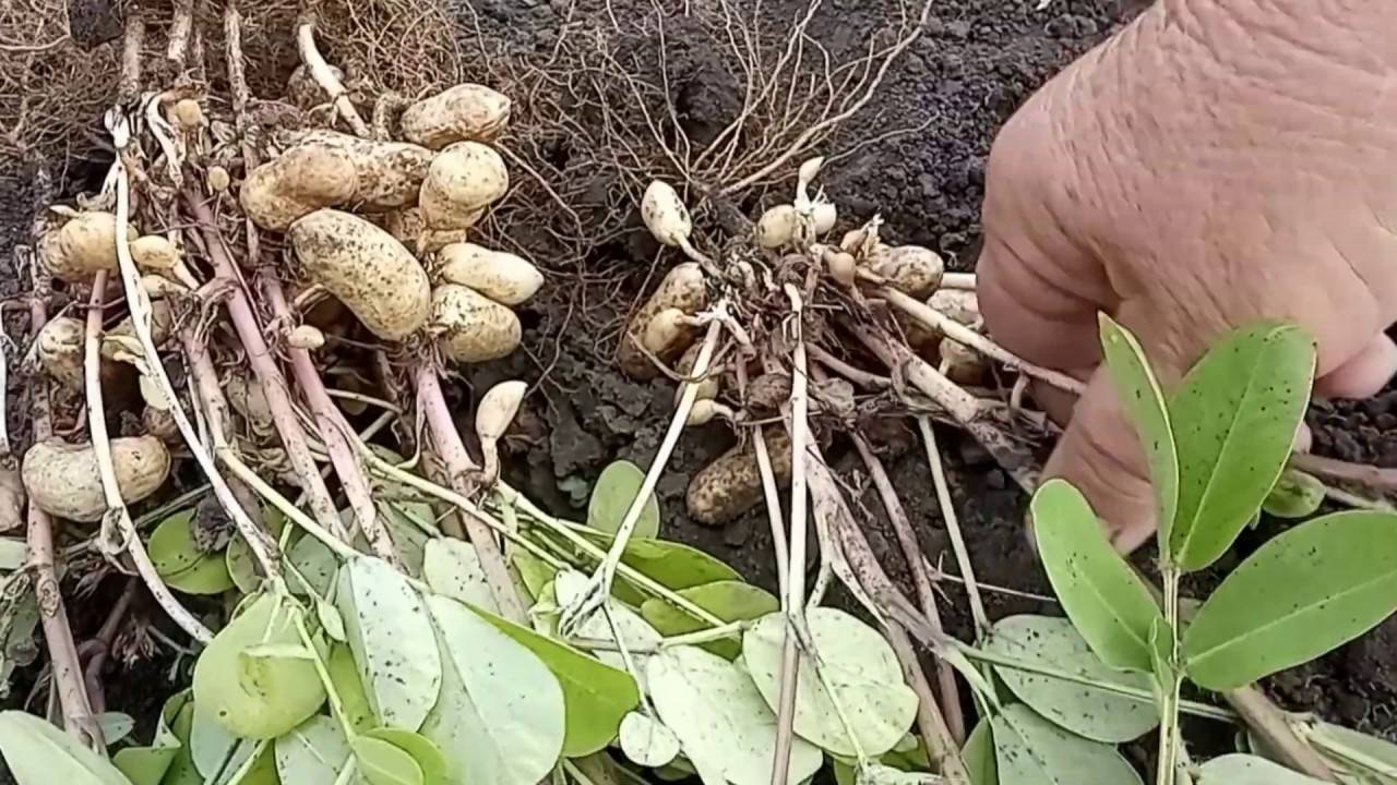 Как я выращиваю арахис с пользой для себя и других растений. совместные посадки, сорта. фото — ботаничка
