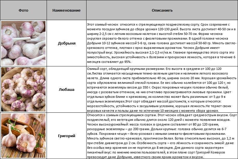 Сорта чеснока: описание и характеристики лучших озимых и яровых сортов