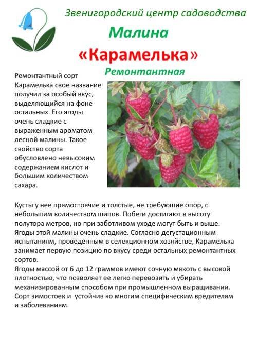 Малина таруса: описание и характеристики сорта, выращивание и уход с фото