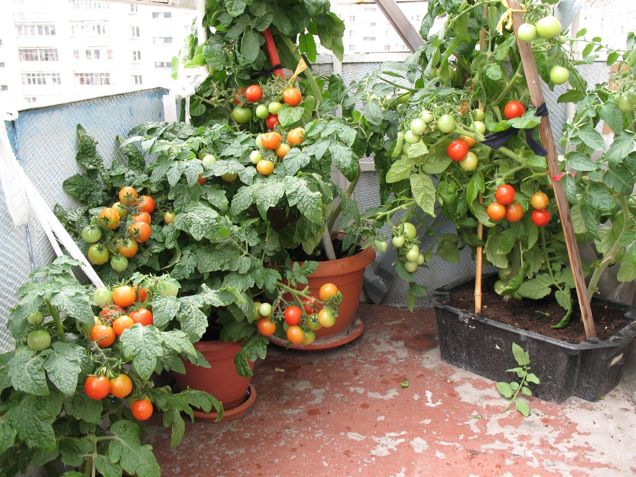 Пошаговая технология выращивания помидоров на балконе, лучшие сорта с описанием