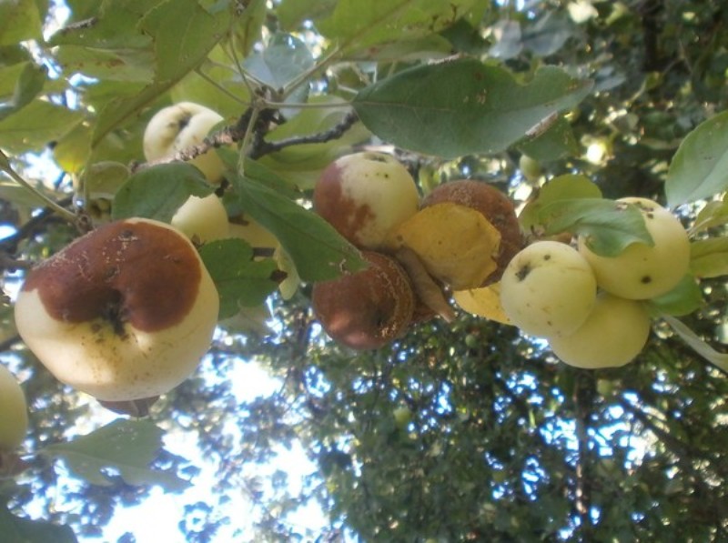 Яблоки гниют прямо на дереве: что делать, почему происходит, меры борьбы, правила обработки