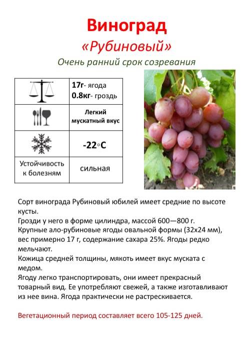 Виноград лидия - описание сорта, польза и вред