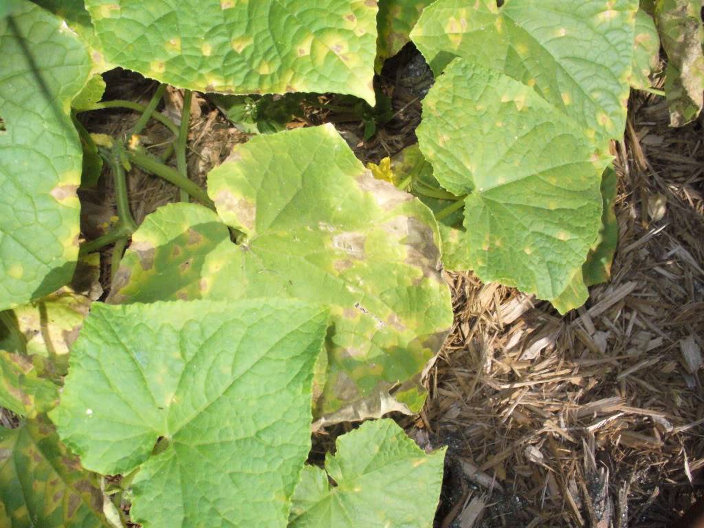 Причины появления ржавых пятен на огуречных листьях