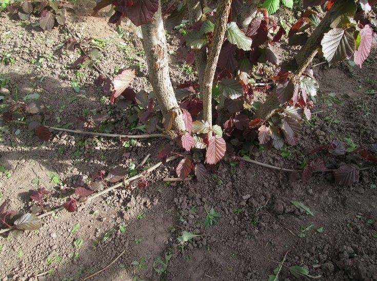 Как растёт фундук: особенности посадки, выращивания и ухода за ним, способы размножения кустарника