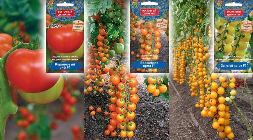 Томат «золотой поток» — описание сорта и характеристика урожайности помидора (фото)