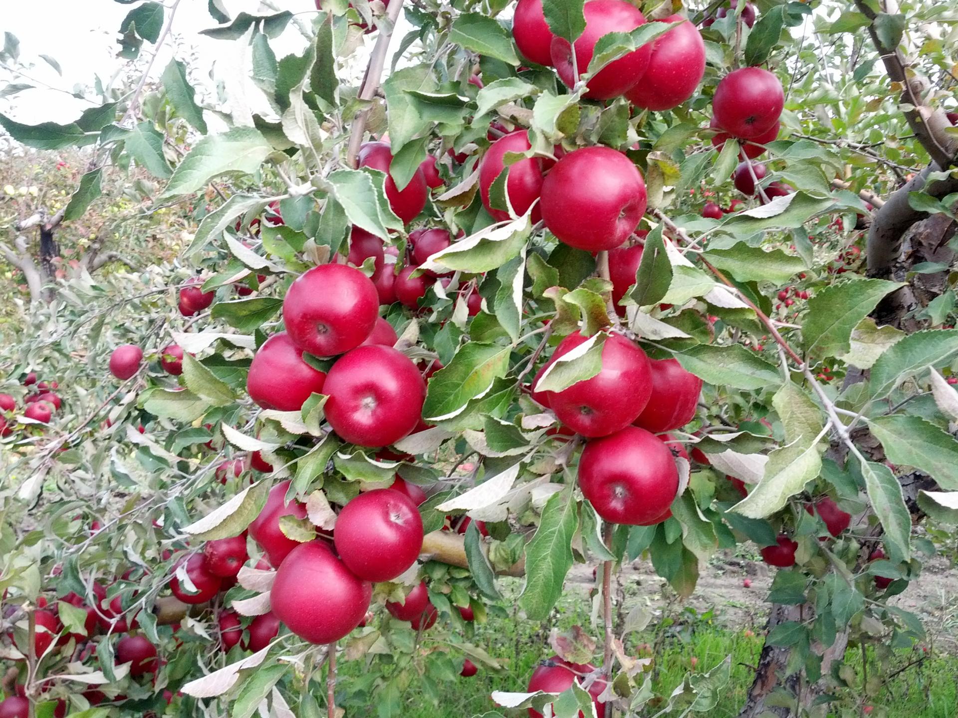 Яблоки айдаред: описание и характеристики сорта, правила выращивания, отзывы