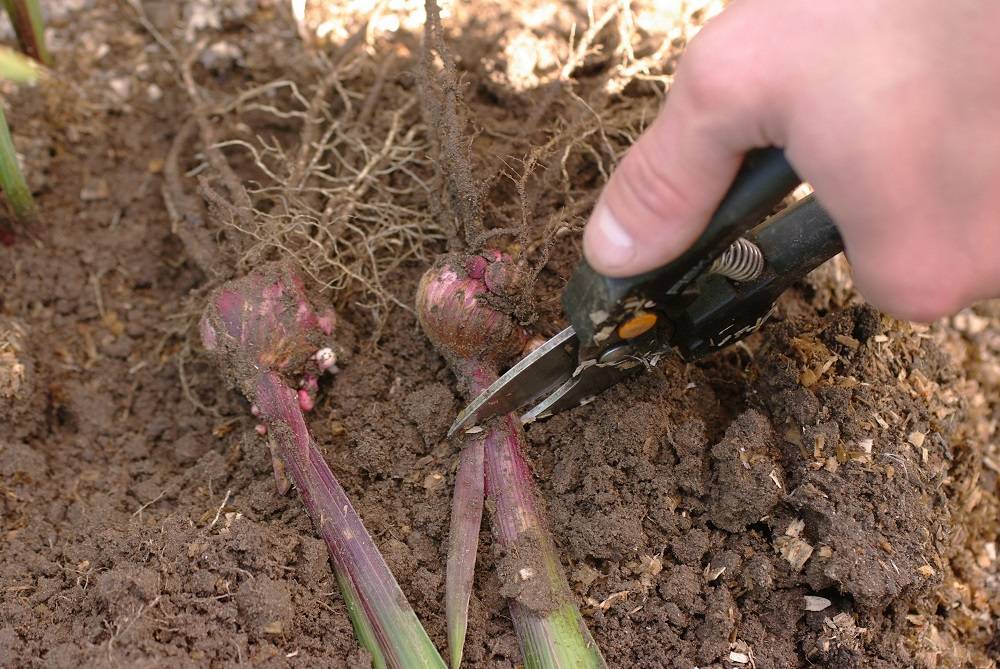 Идеальный уход за гладиолусами. выращивание гладиолусов в открытом грунте. фото — ботаничка