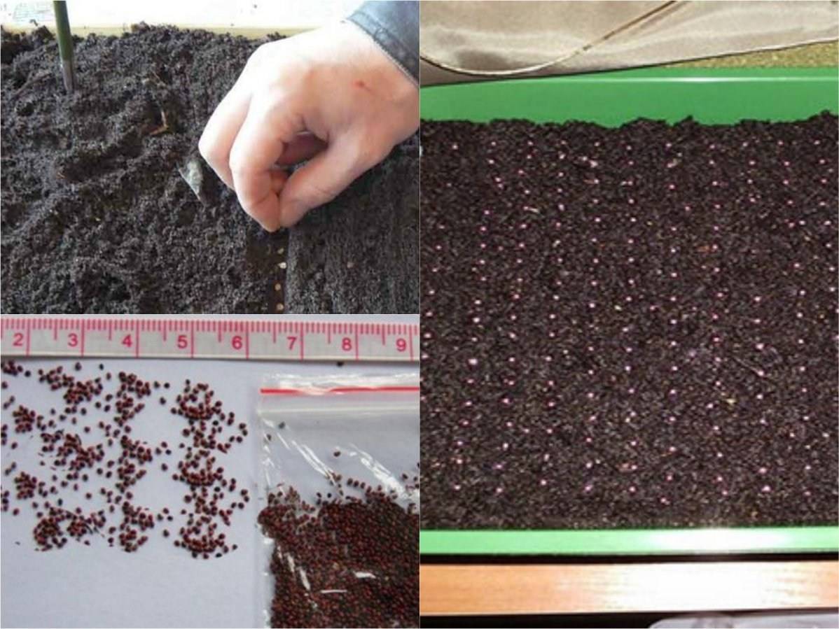 Как вырастить клубнику из семян в домашних условиях