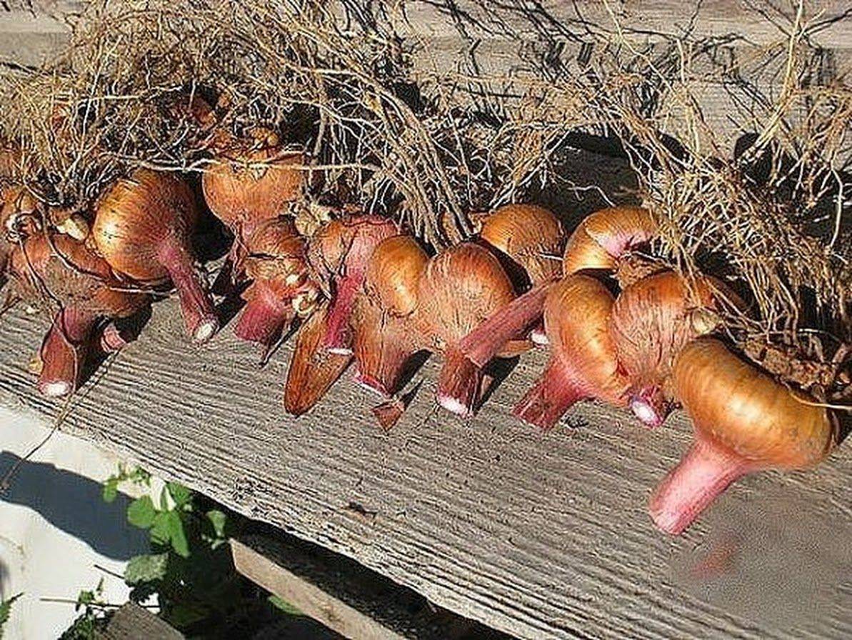 Как и когда убирают луковицы гладиолусы осенью и как их хранить - пошаговая инструкция